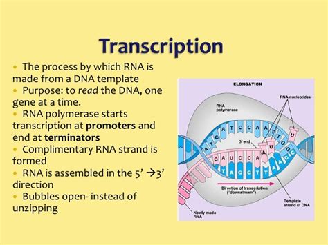 what does transcription result in|Stages of transcription .